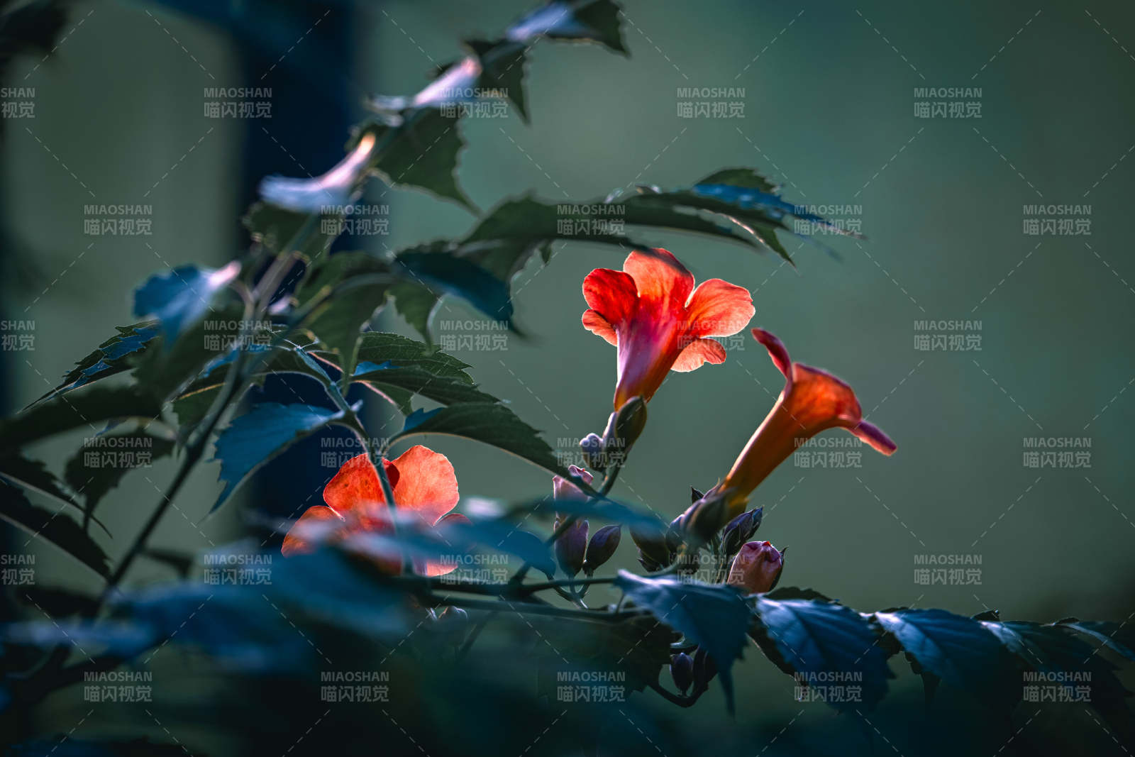 幽暗中绽放的橙红喇叭花图片