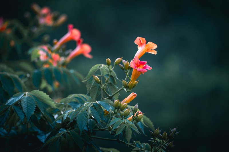 橙花绿叶 静谧自然美图片