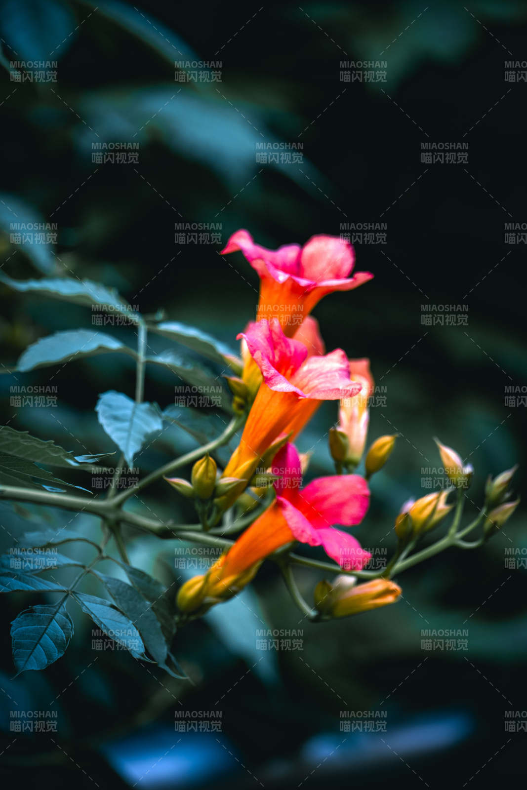 凌霄花绽 绿叶衬红艳图片
