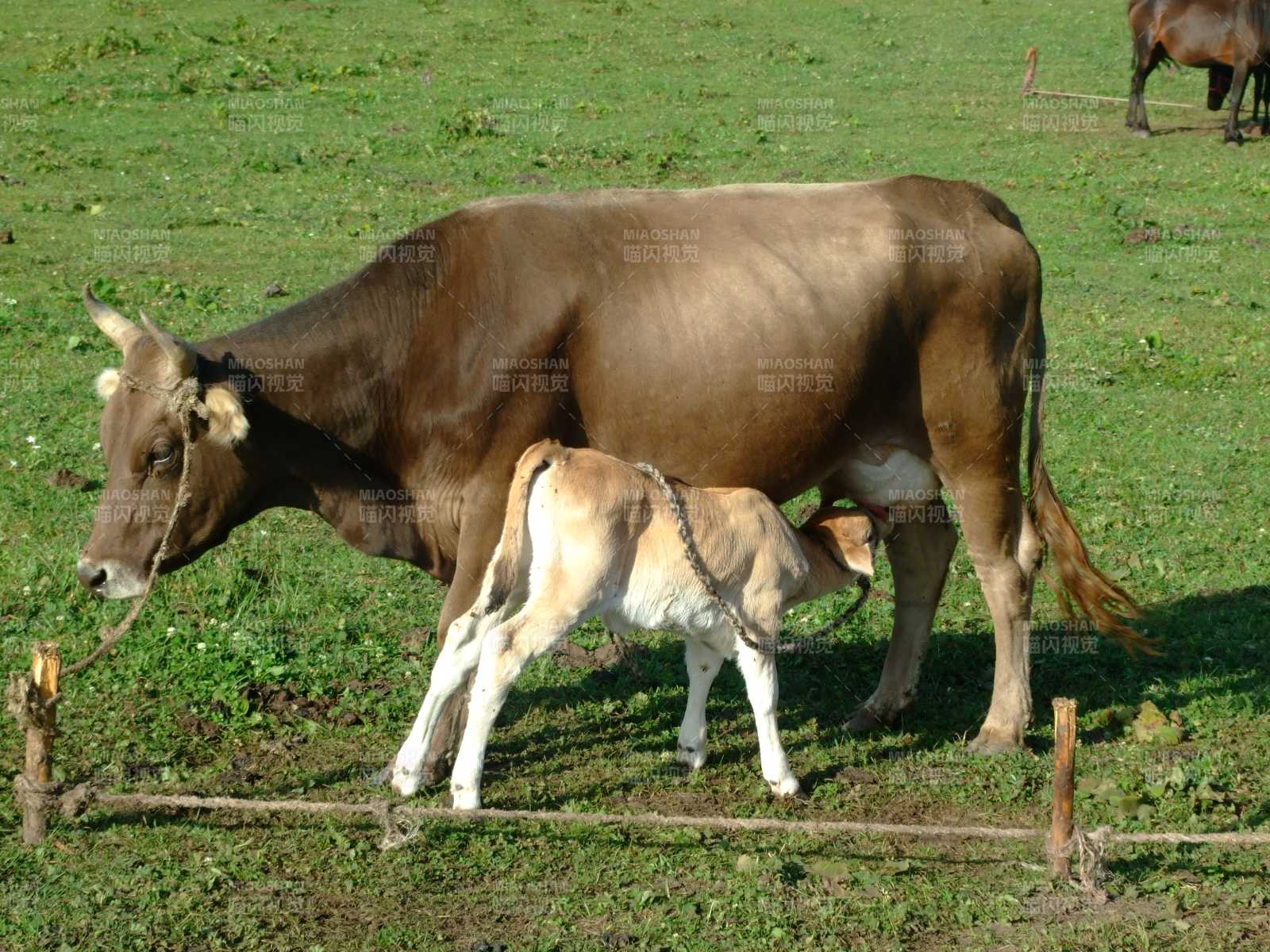母牛哺乳小牛 田园温馨景图片