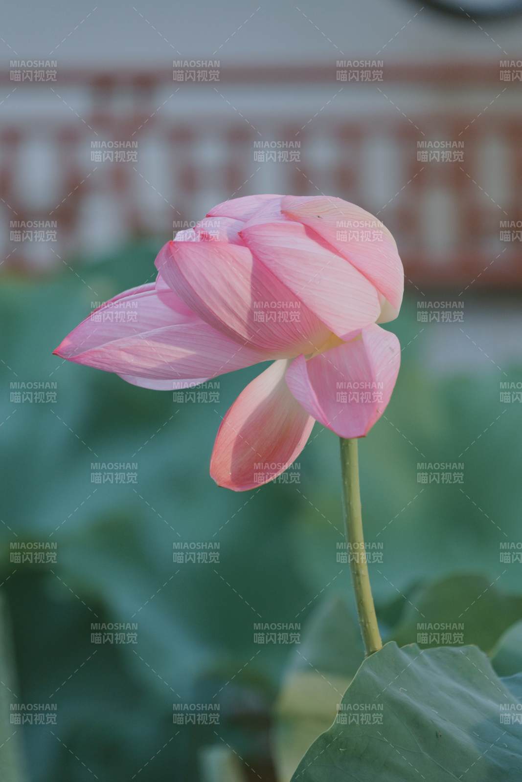 粉莲初绽 静美如画图片