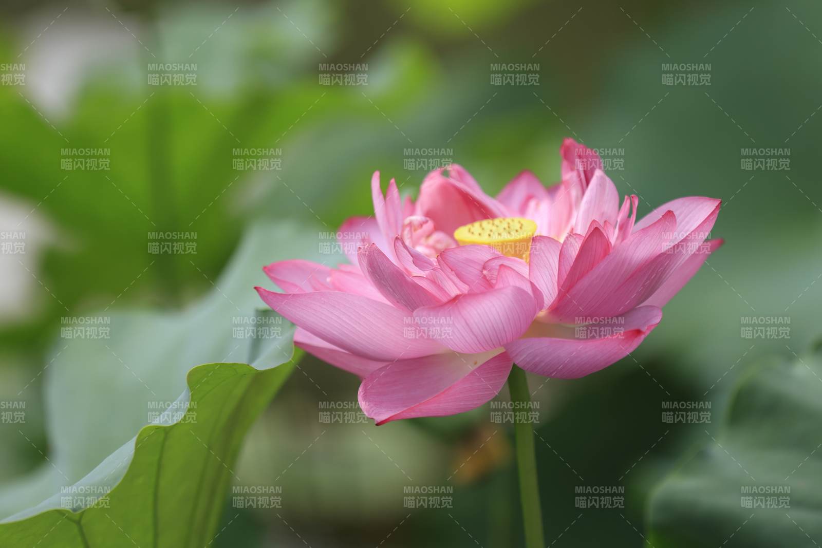 粉荷绽放 绿叶相衬图片