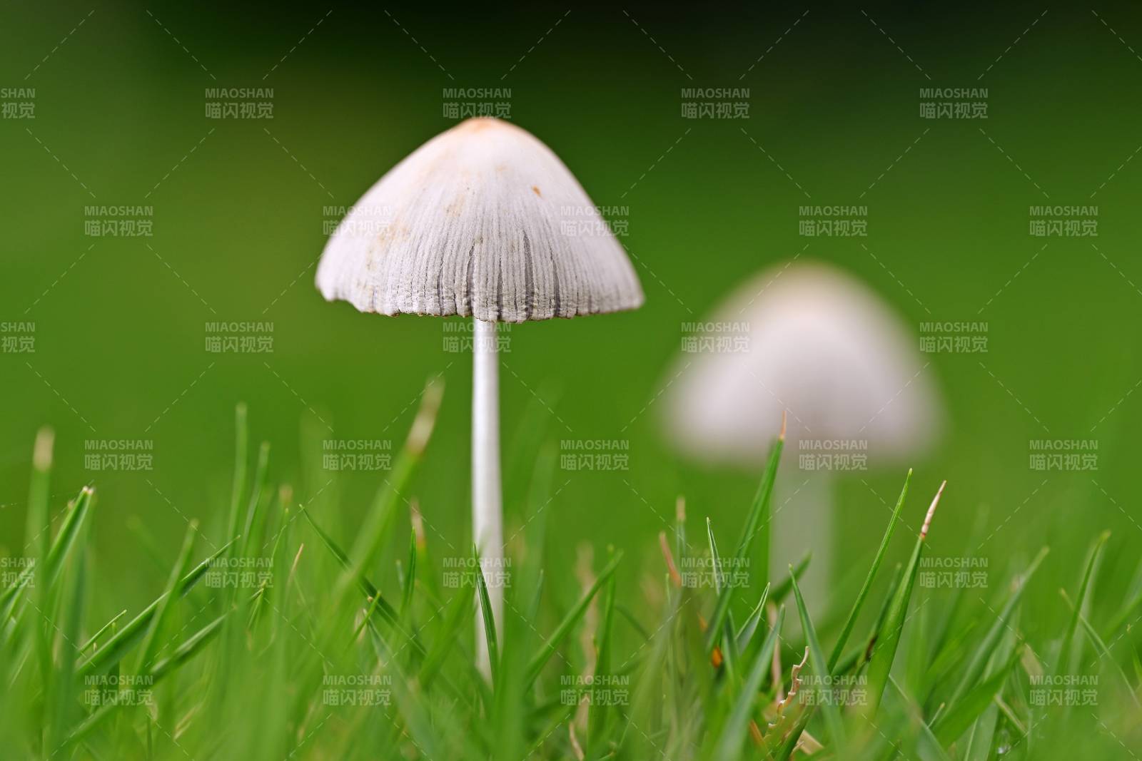 草间小蘑菇 清新自然景图片