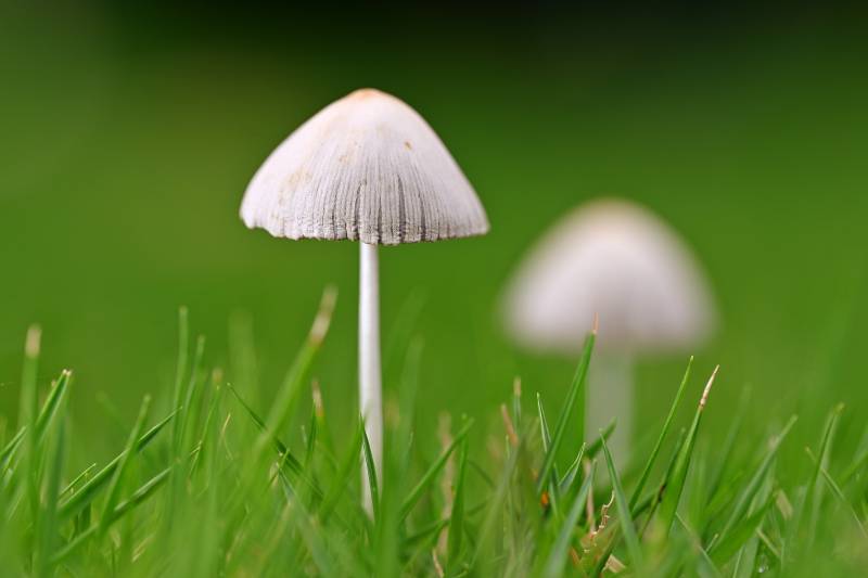 草间小蘑菇 清新自然景图片