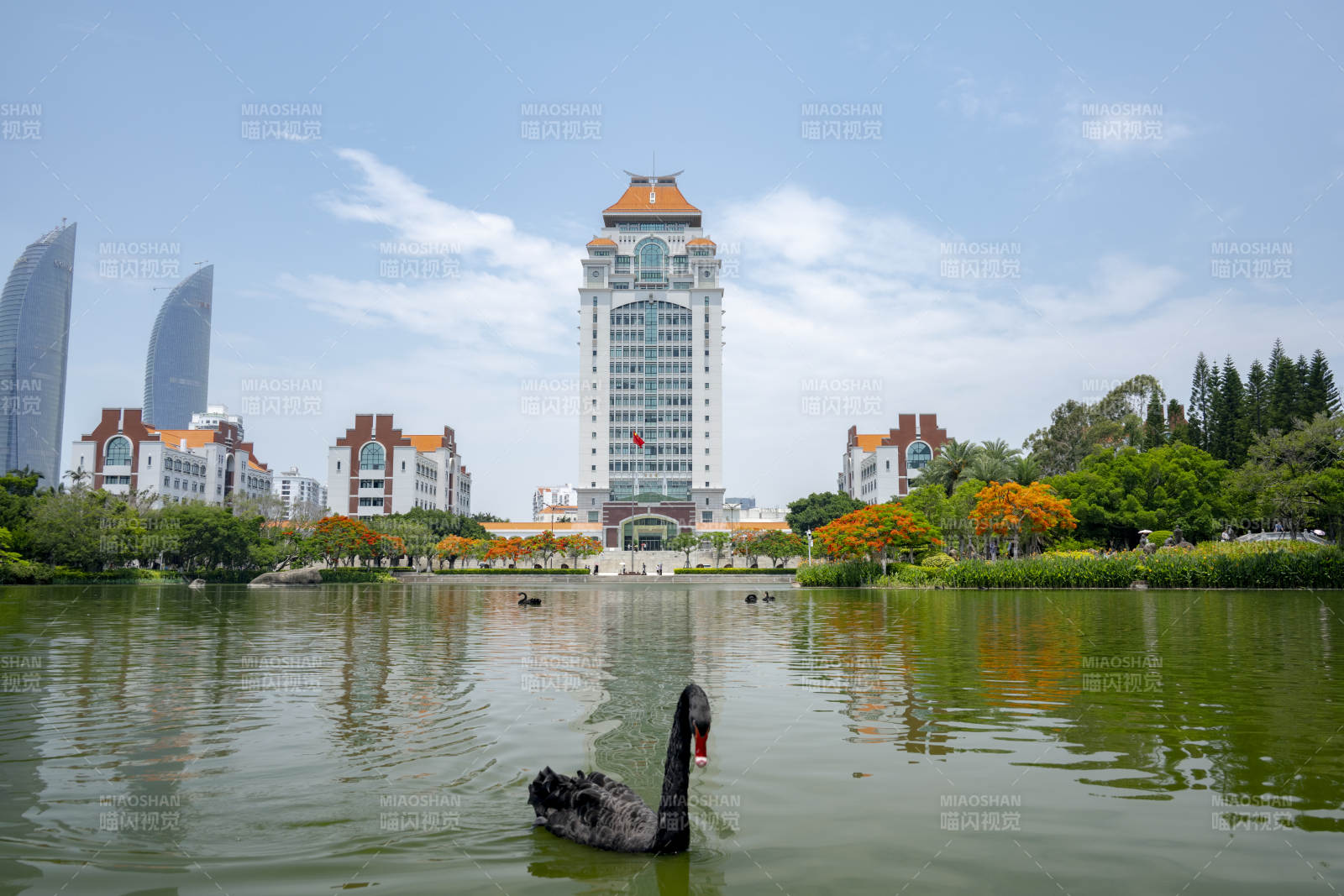 厦大芙蓉湖黑天鹅与颂恩楼同框图片