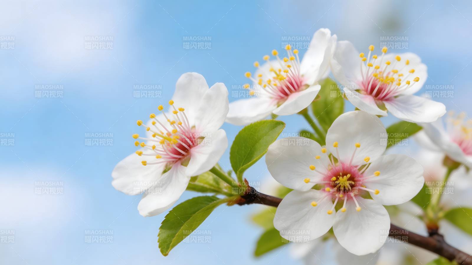 春日白花映蓝天图片