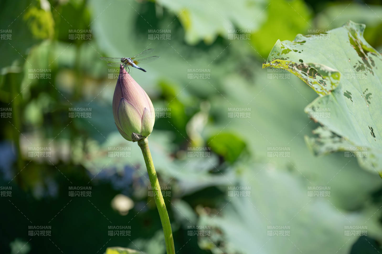 蜻蜓立荷苞 绿意盎然夏景图片