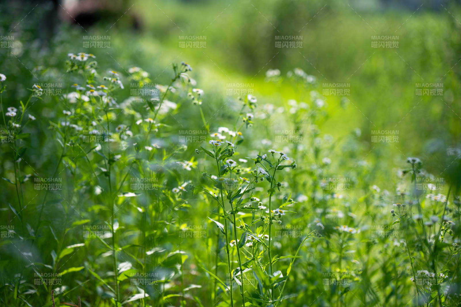绿野白花 清新自然景图片