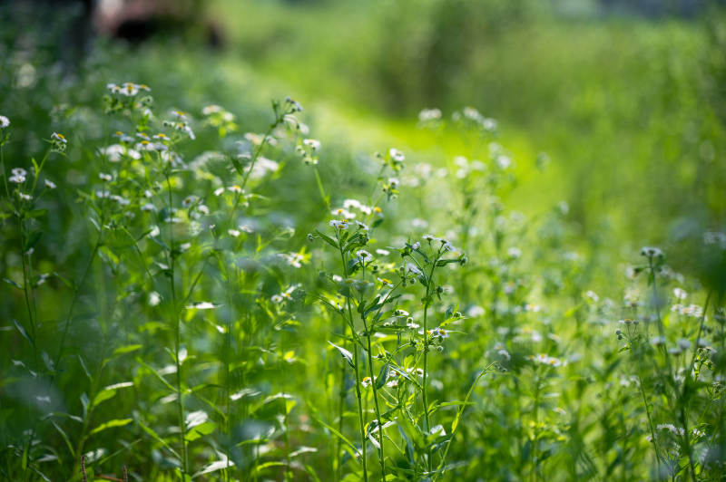 绿野白花 清新自然景图片