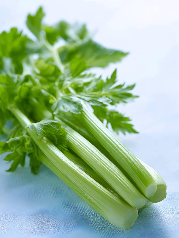 新鲜翠绿芹菜束图片