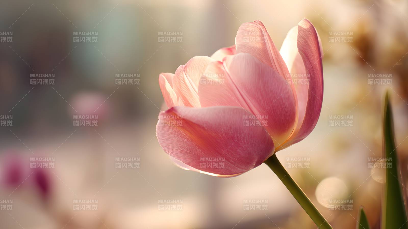粉 tulip 柔光绽放图片