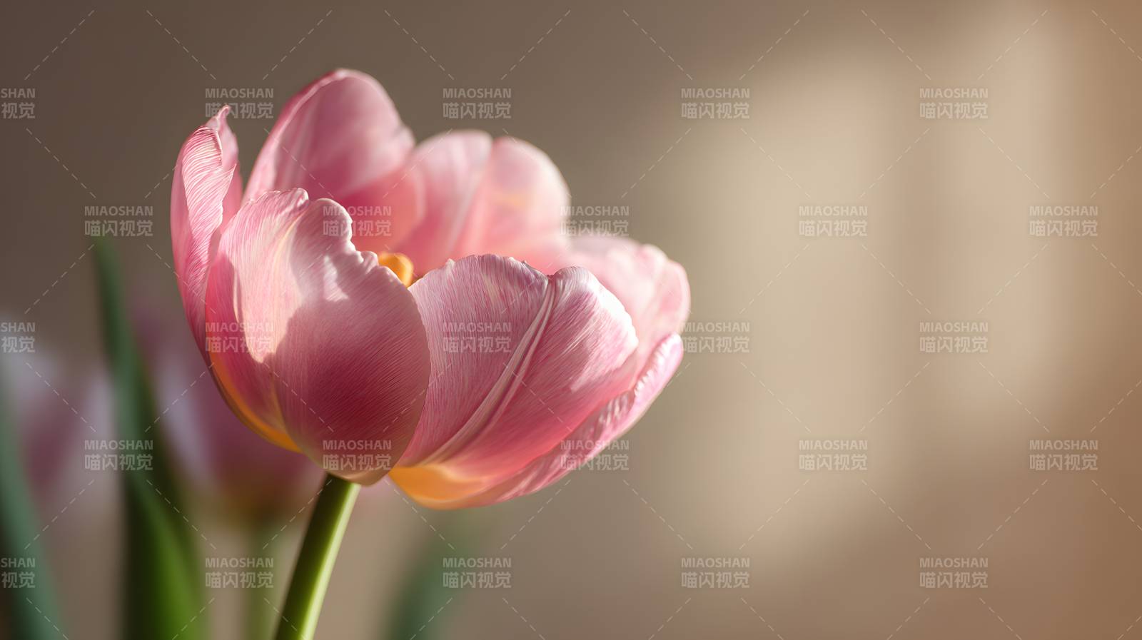 粉 tulip 温柔绽放图片