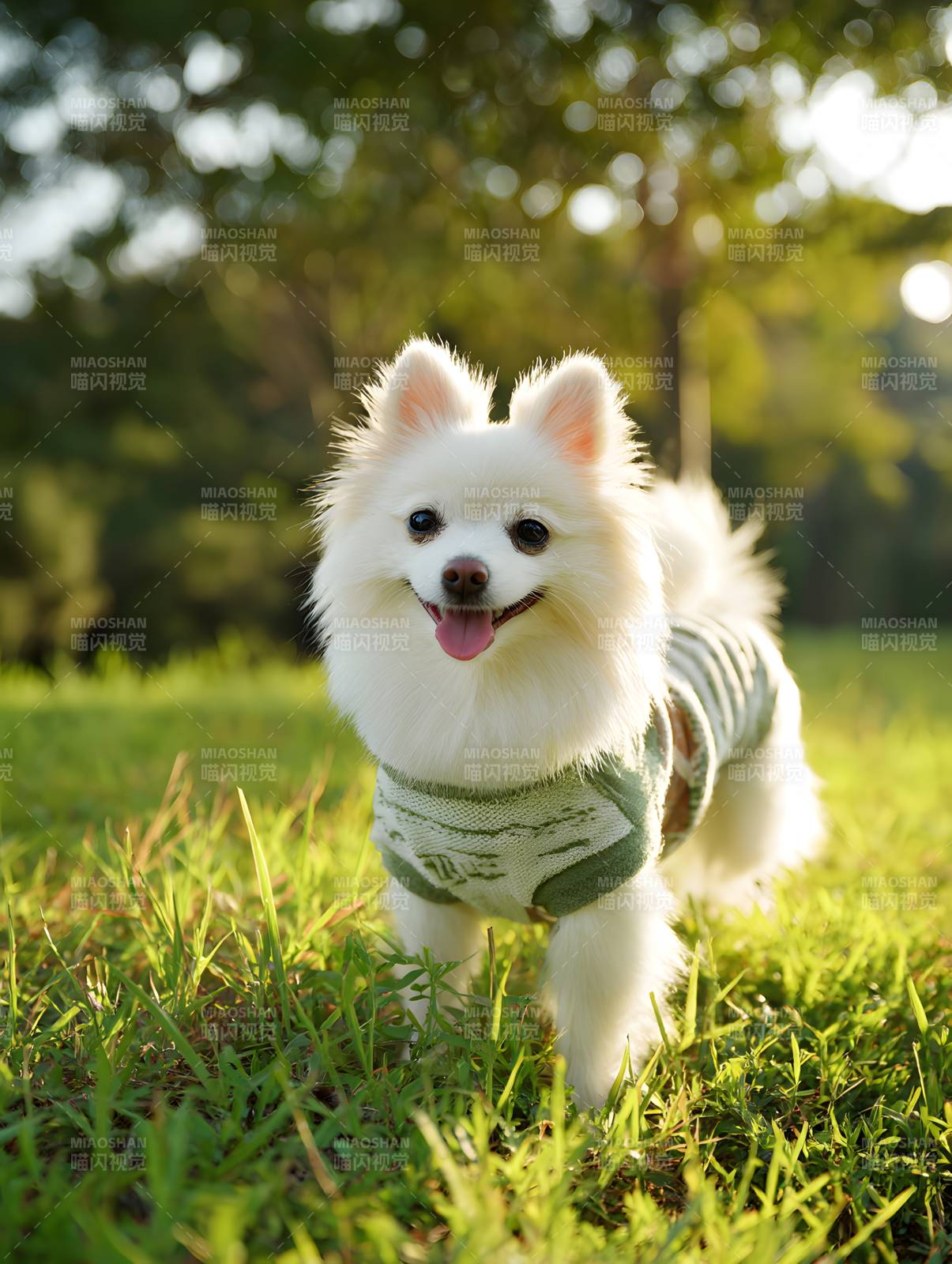 阳光下的萌犬小可爱图片