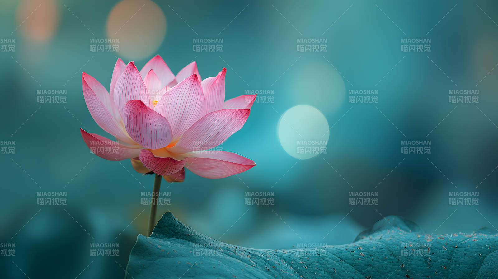 粉莲静绽 碧叶承露图片