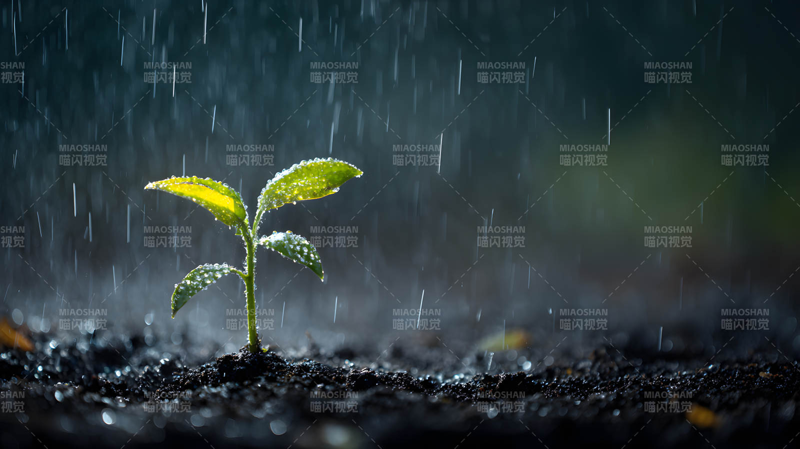 雨润新芽 生机初绽图片