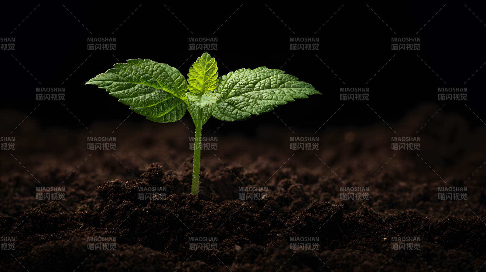 嫩苗破土 生机初现图片