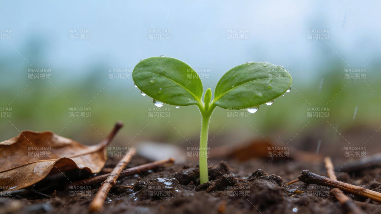 雨中新芽 生机初现图片