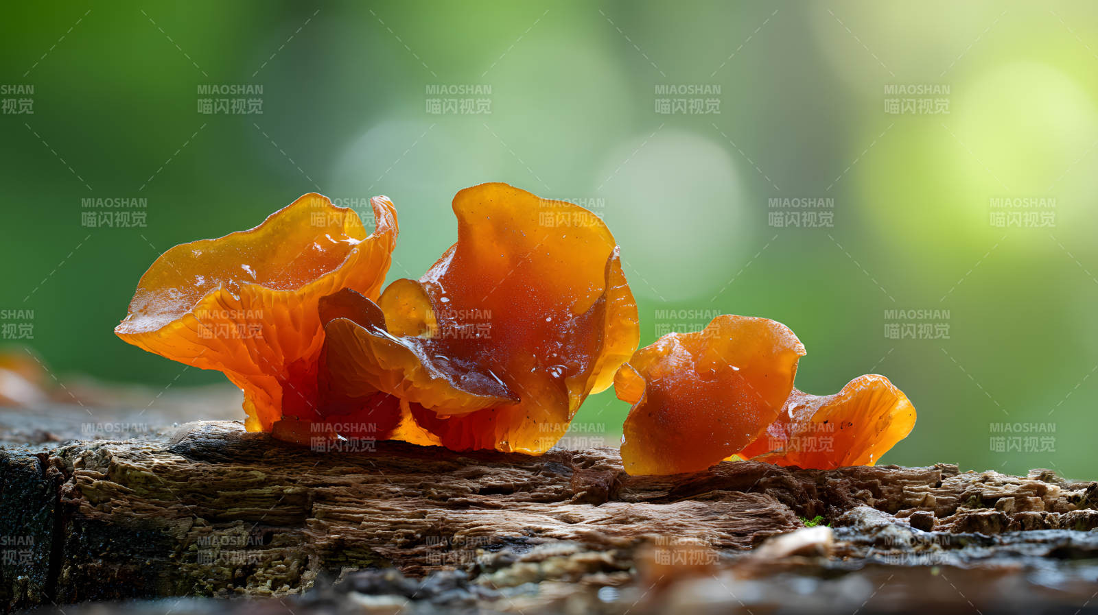 橙黄菌菇栖木上 林间灵动如琥珀图片