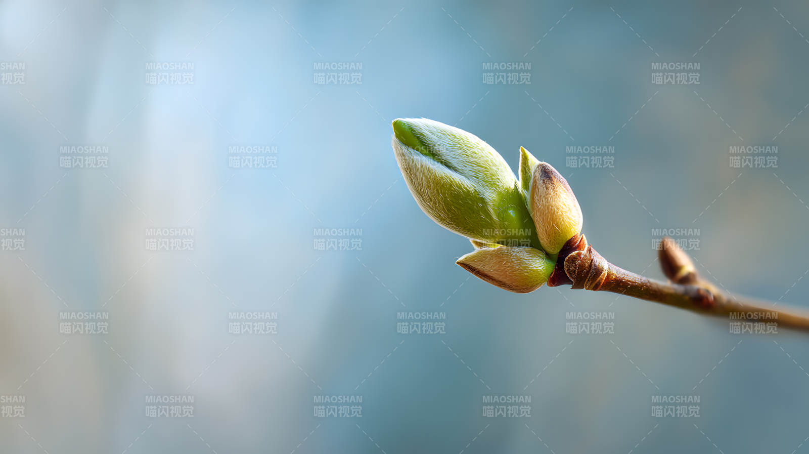 春芽初绽 生机盎然图片