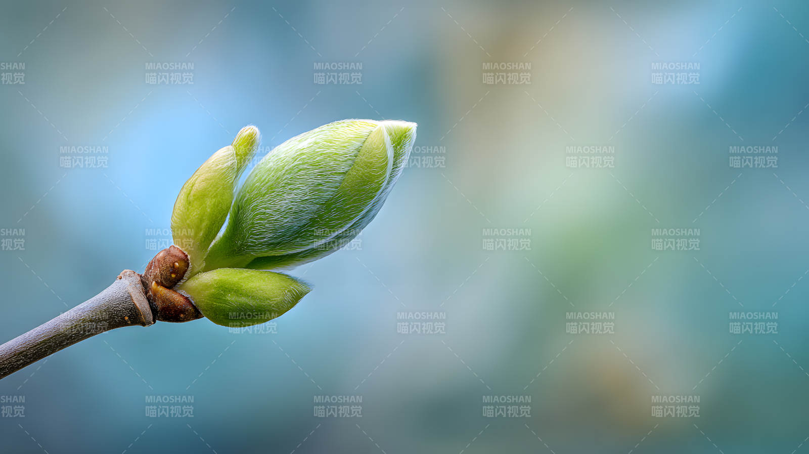 春芽初绽 生机盎然图片