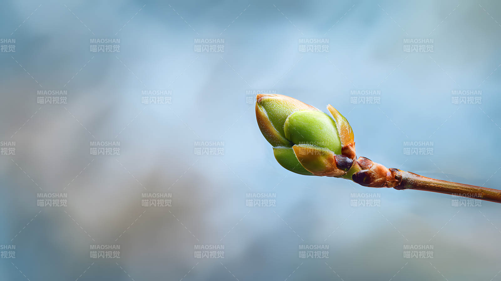 春芽初绽 生机盎然图片