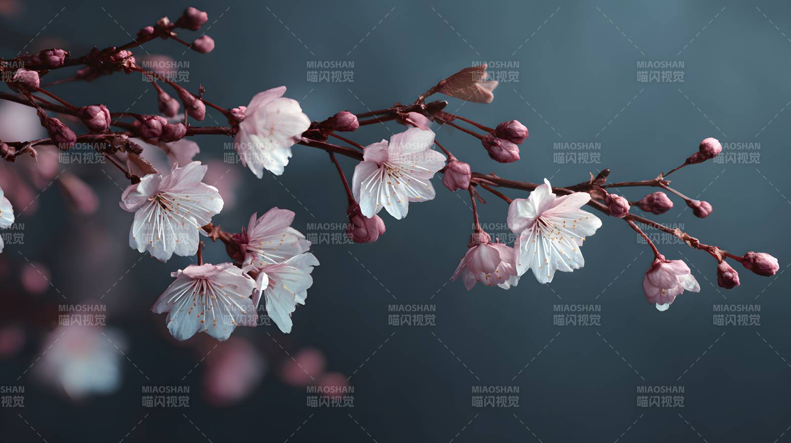 樱花枝头绽 静美如诗画图片