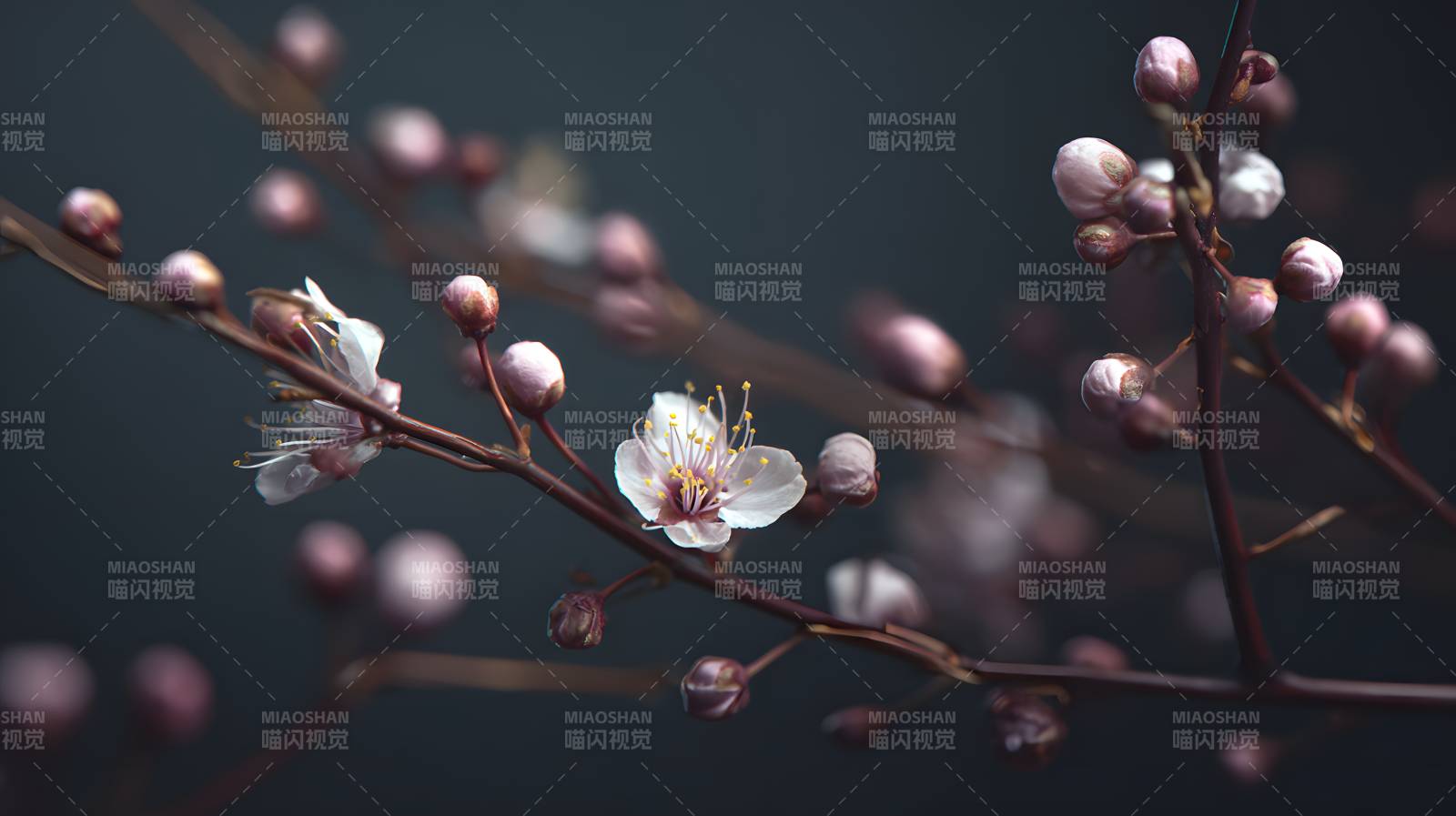 枝头初绽 花苞待放图片