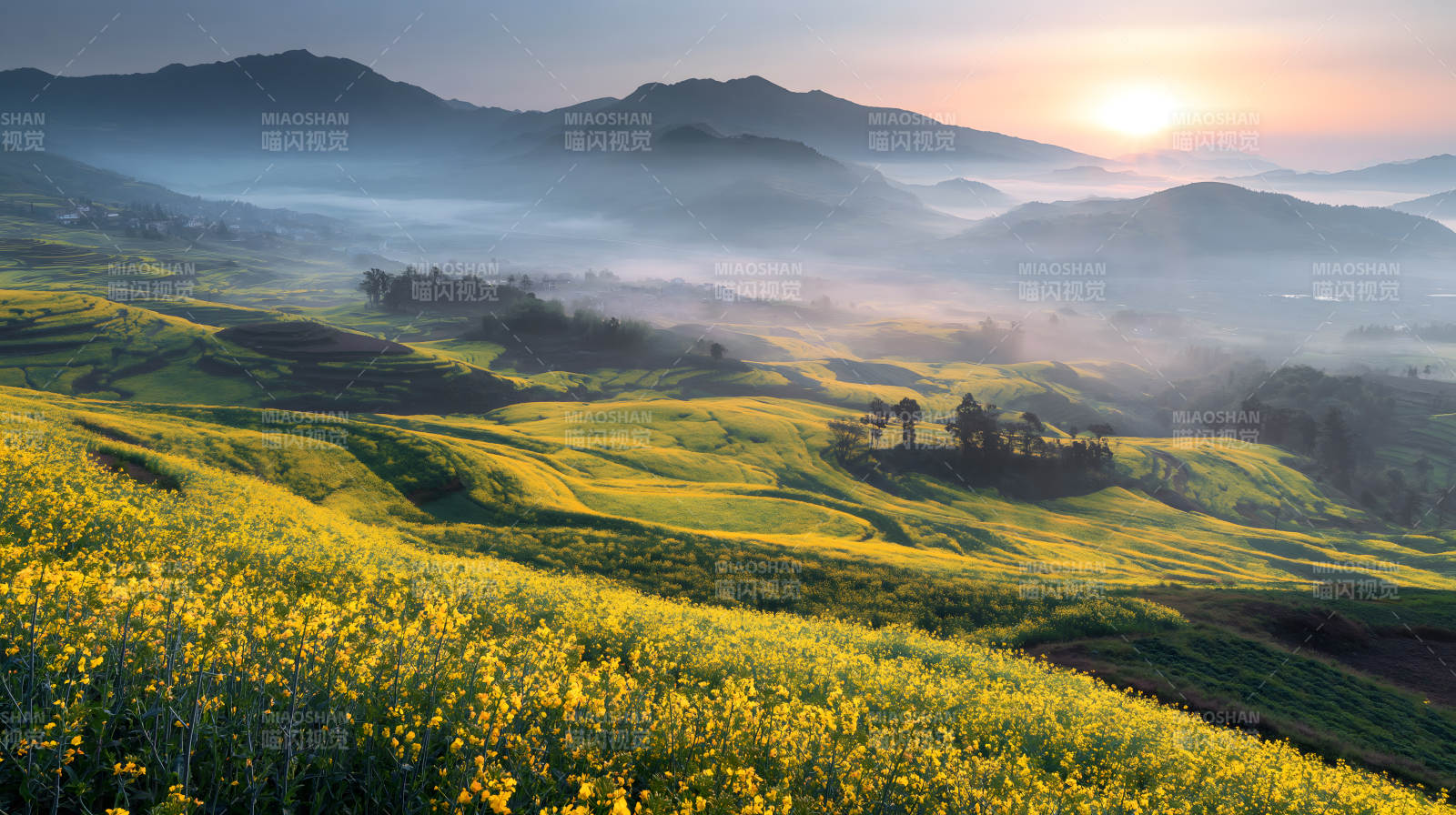 晨雾花海 山峦如画图片