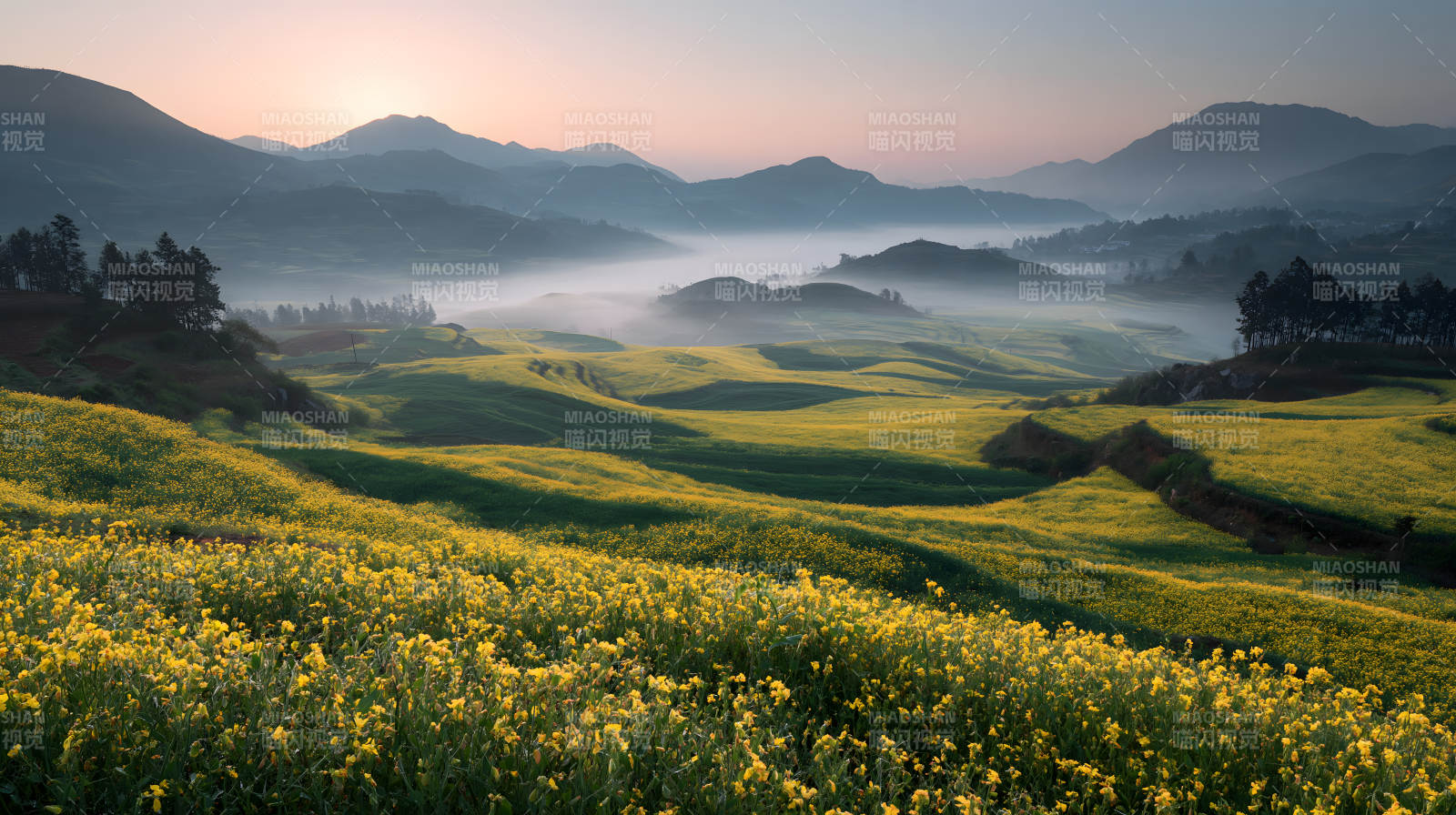 晨雾花海 山峦如画图片