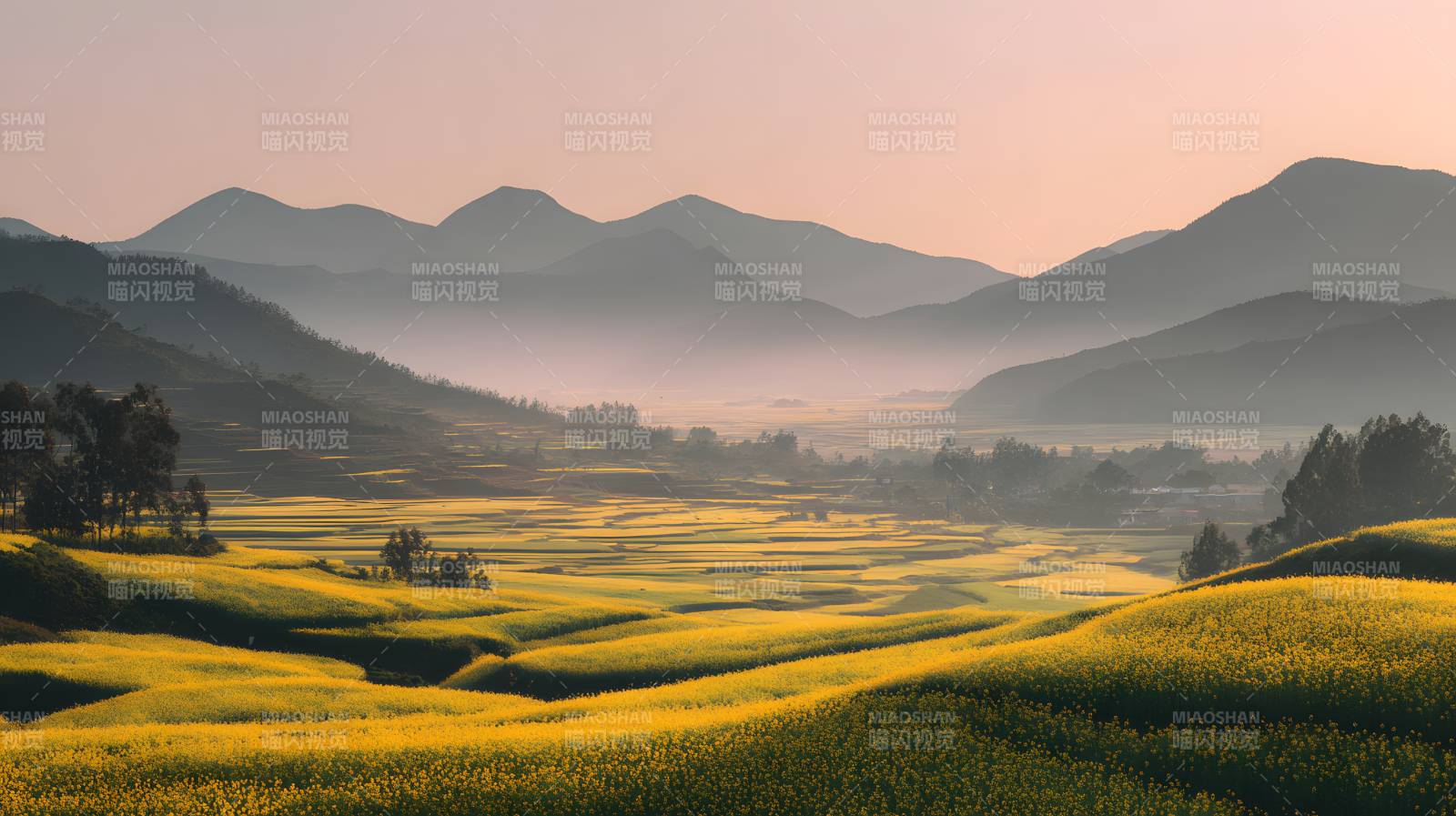 晨雾金田 山峦叠翠图片