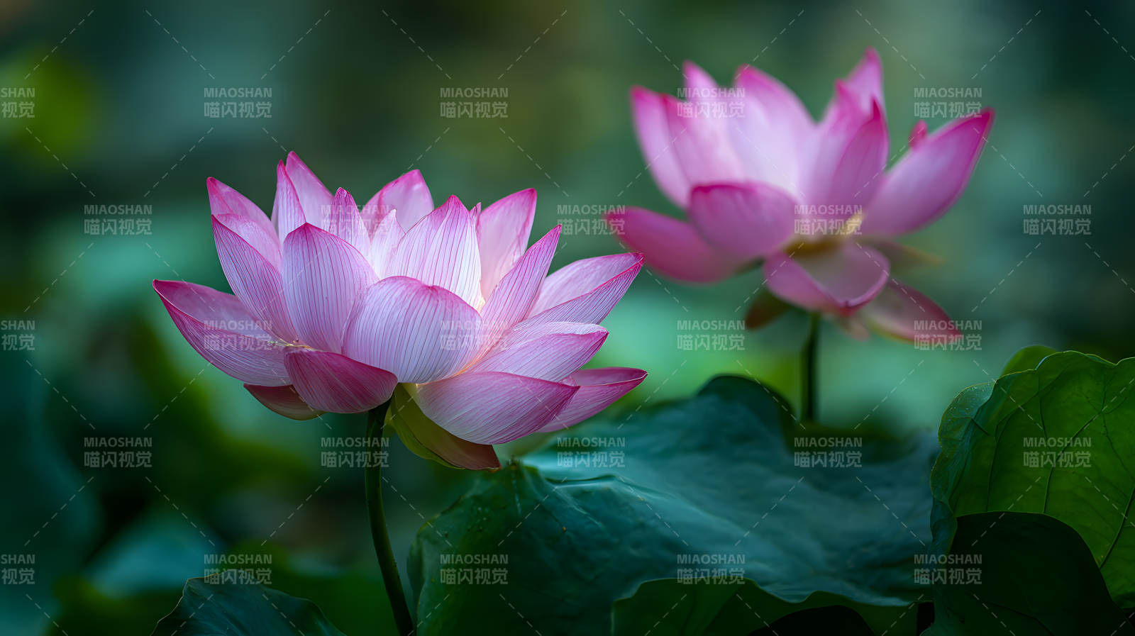 粉莲绽放 绿叶相衬图片