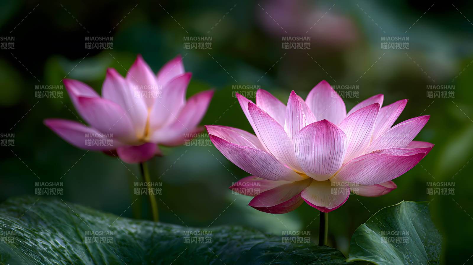粉莲绽放 绿叶相衬图片