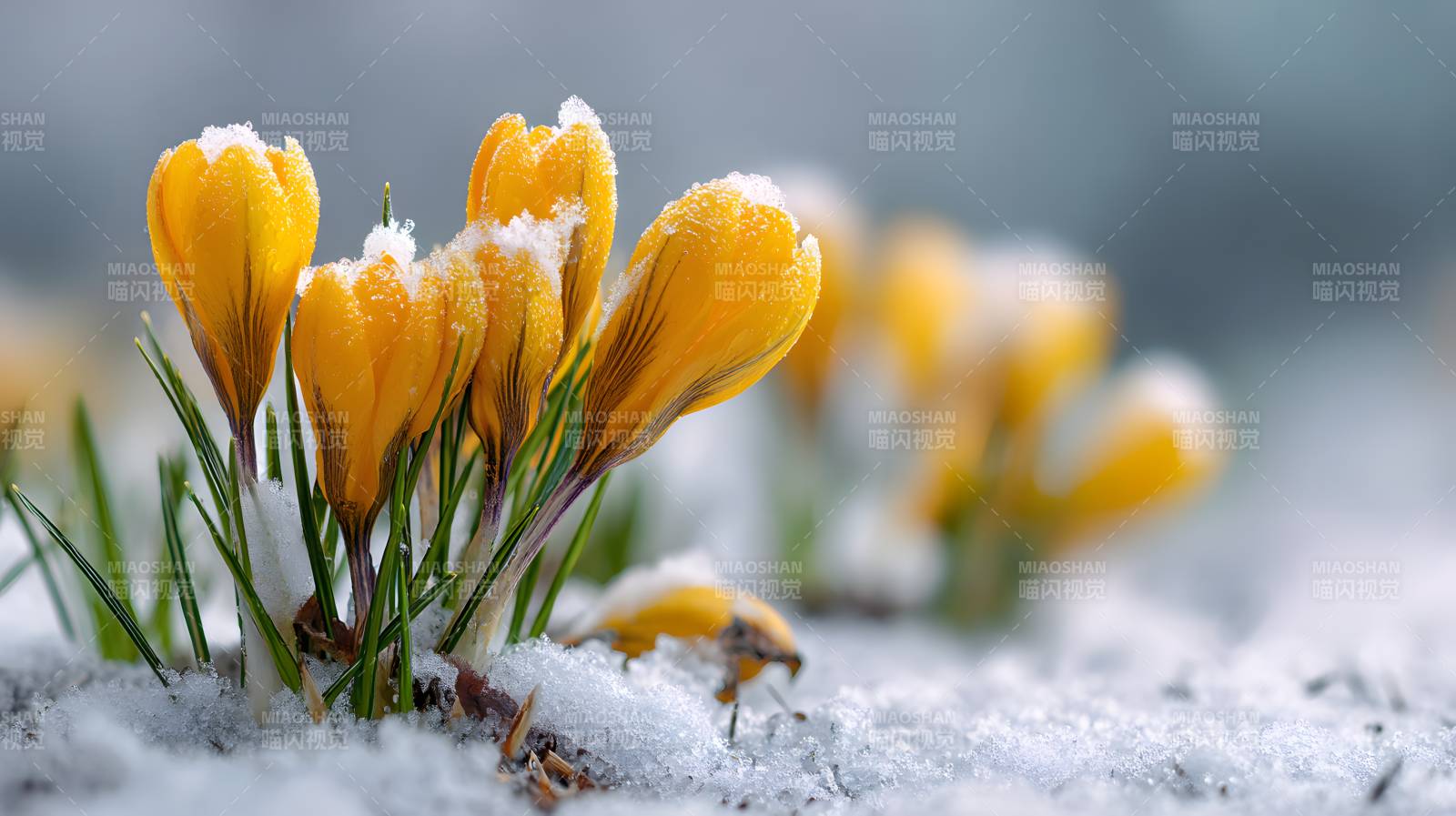 雪中迎春花绽放图片