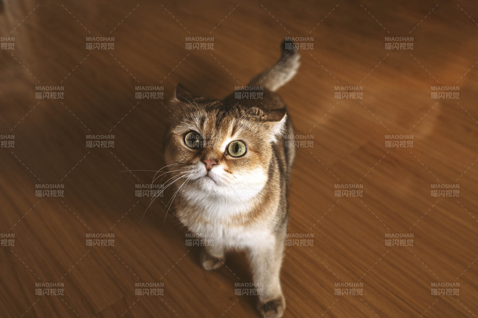 萌猫仰头望 眼神超治愈图片