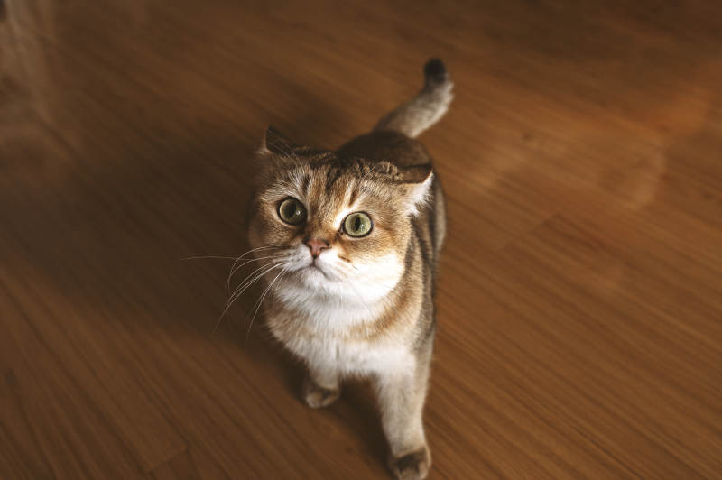 萌猫仰头望 眼神超治愈图片