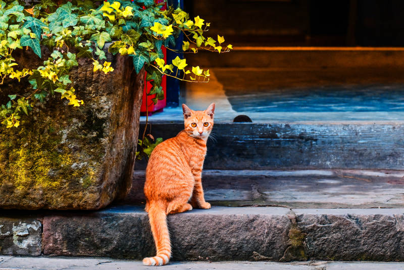 石阶橘猫伴黄花图片