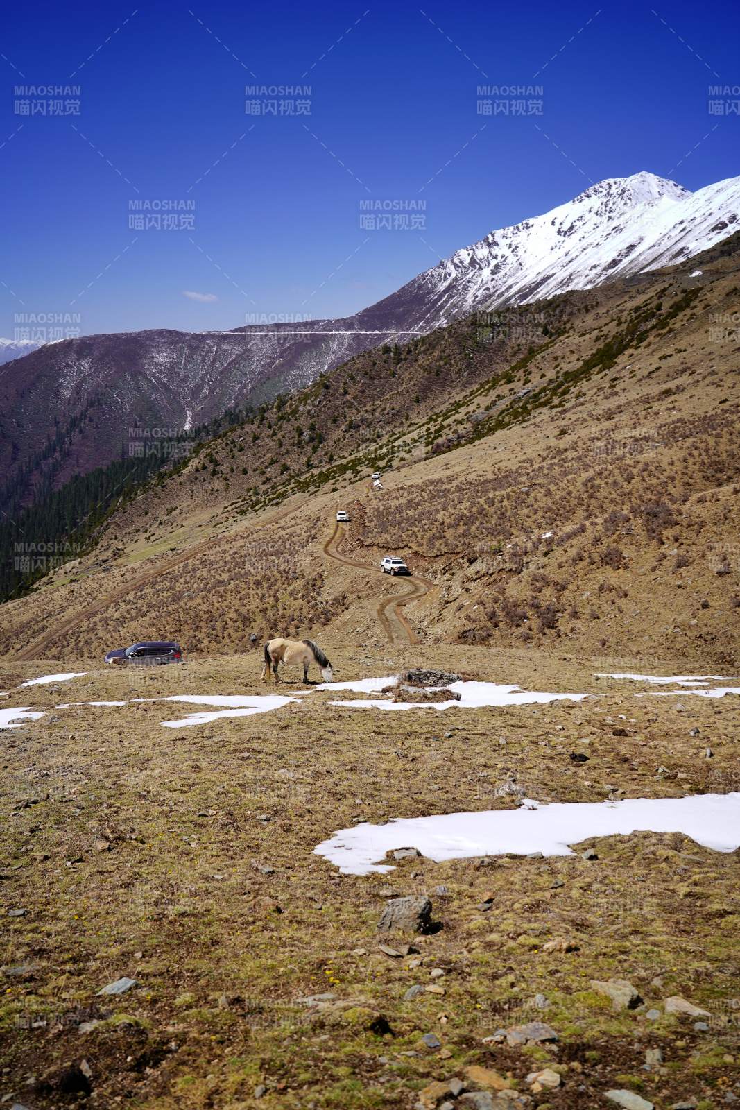 雪山脚下马吃草 车行蜿蜒山道间。图片
