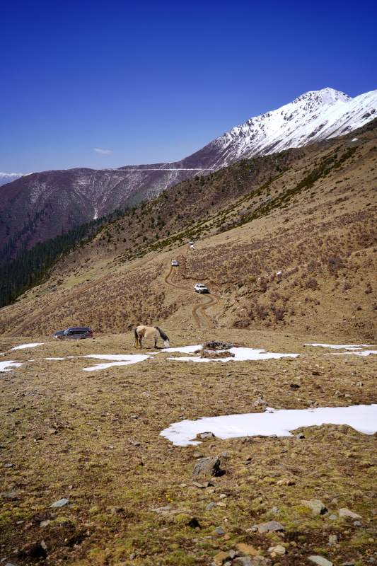雪山脚下马吃草 车行蜿蜒山道间图片