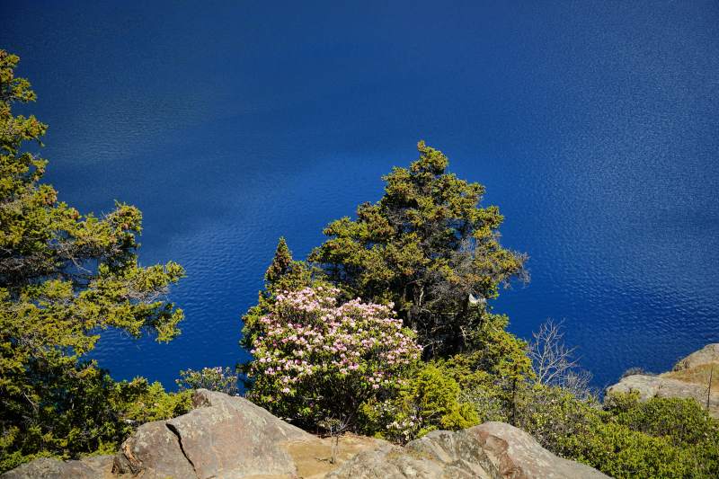 蓝湖映花树 岩畔春色浓图片
