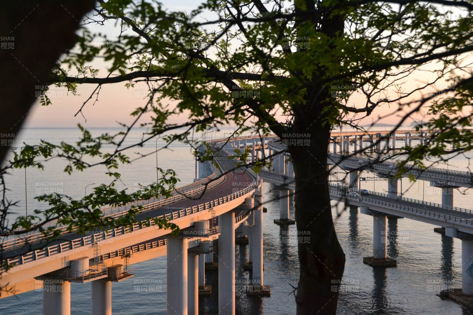 跨海大桥夕照映树影图片