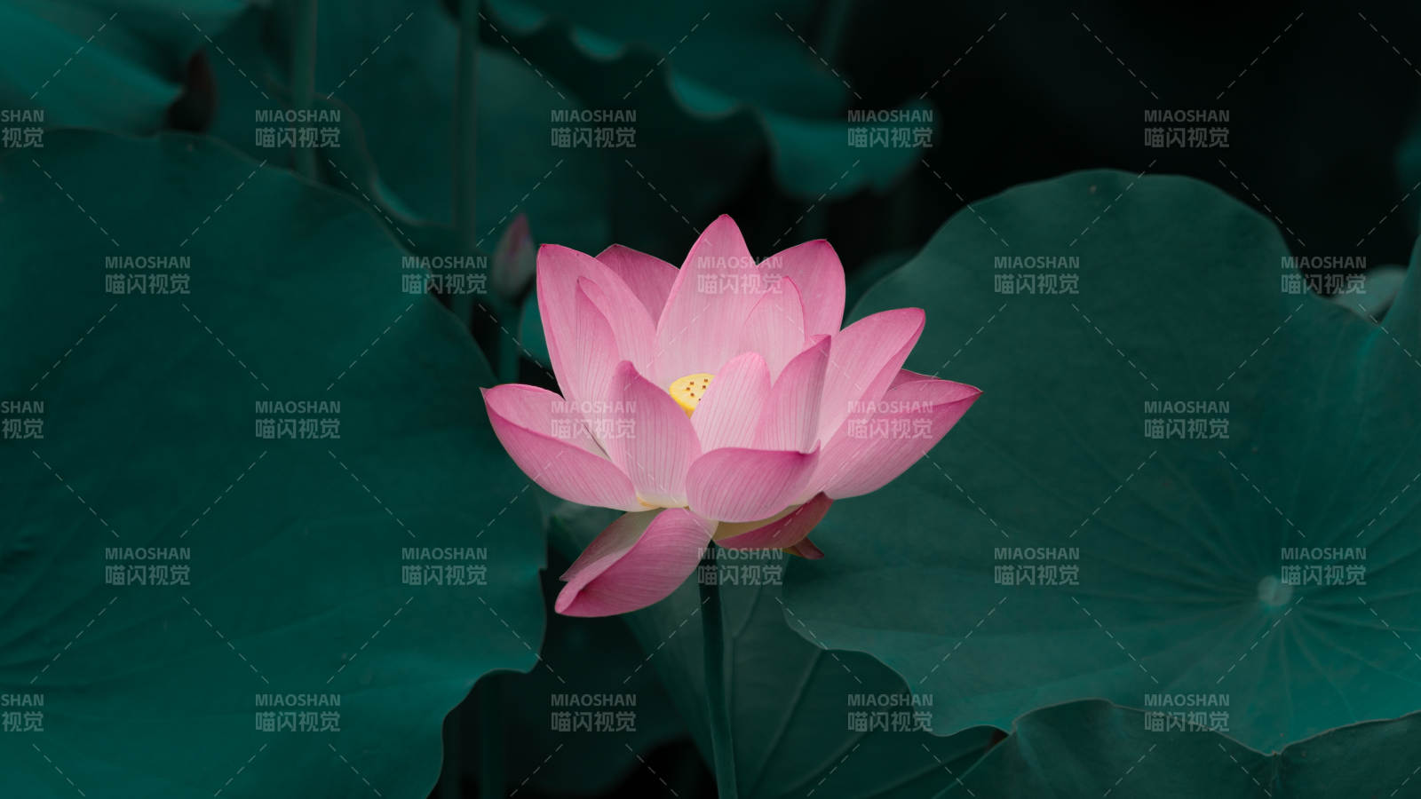 粉莲静绽碧叶间图片