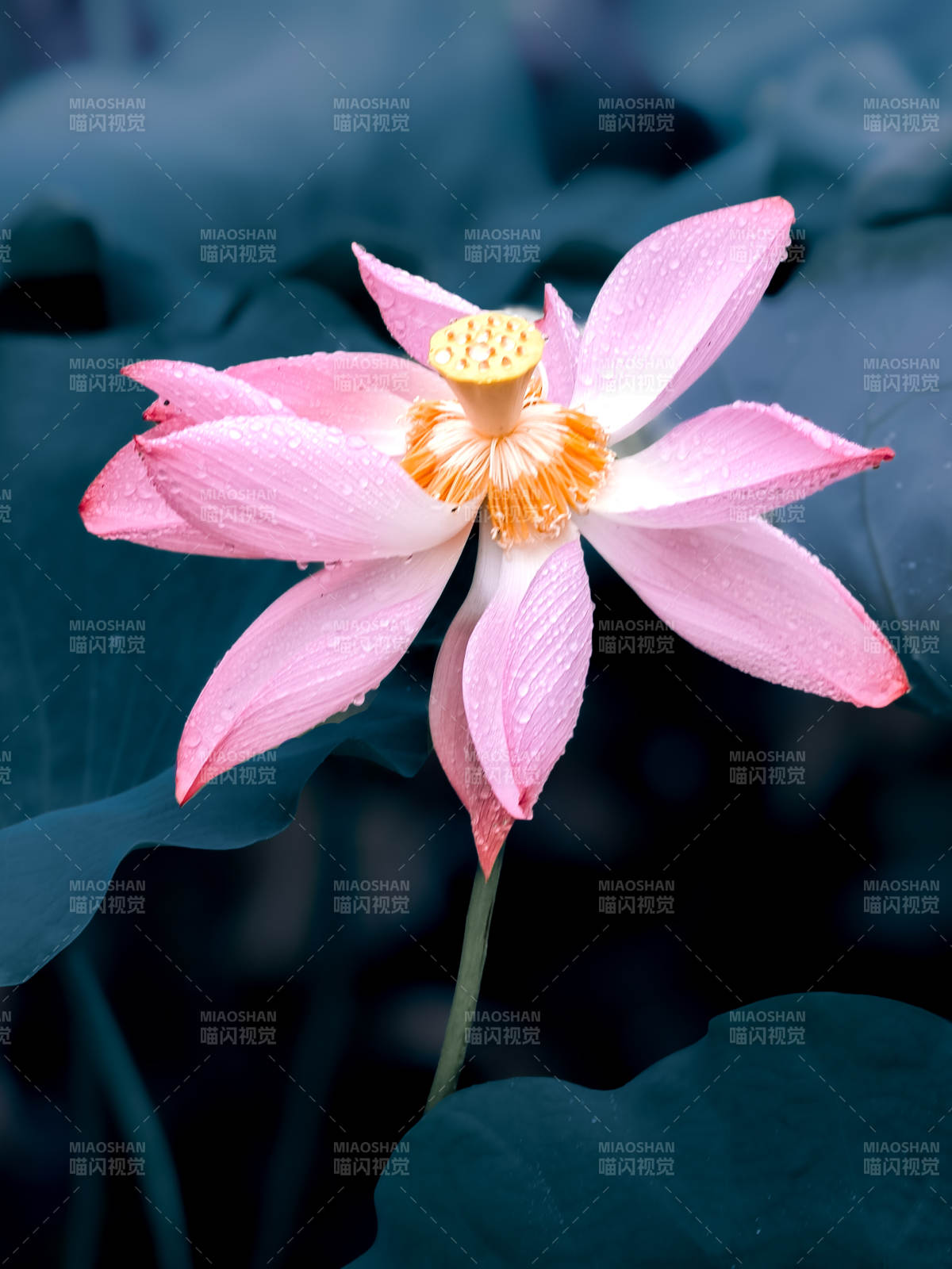 粉莲含露 静绽幽香图片