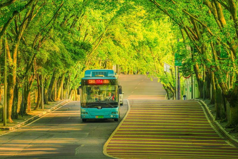 绿荫隧道 公交穿行其中图片