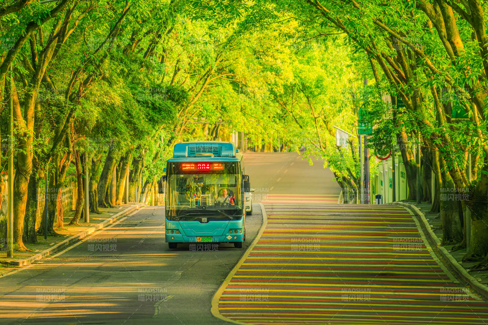 绿荫隧道 公交穿行其中图片