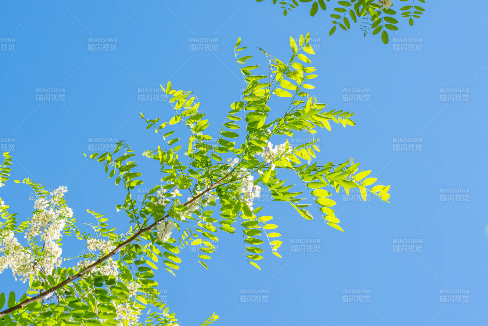 蓝天绿叶白花映春光图片