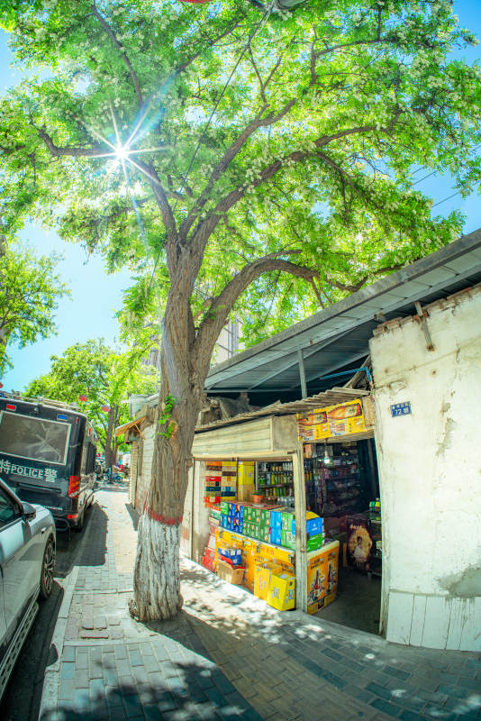 绿荫小店 阳光斑驳街角图片