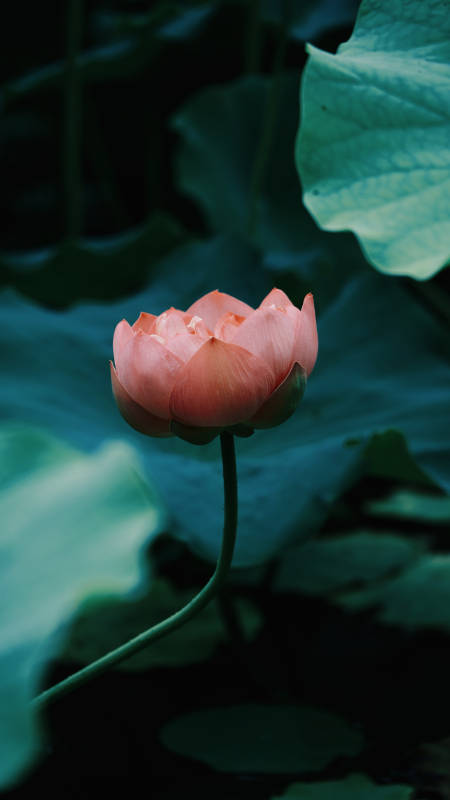 粉莲静绽 碧叶幽影图片