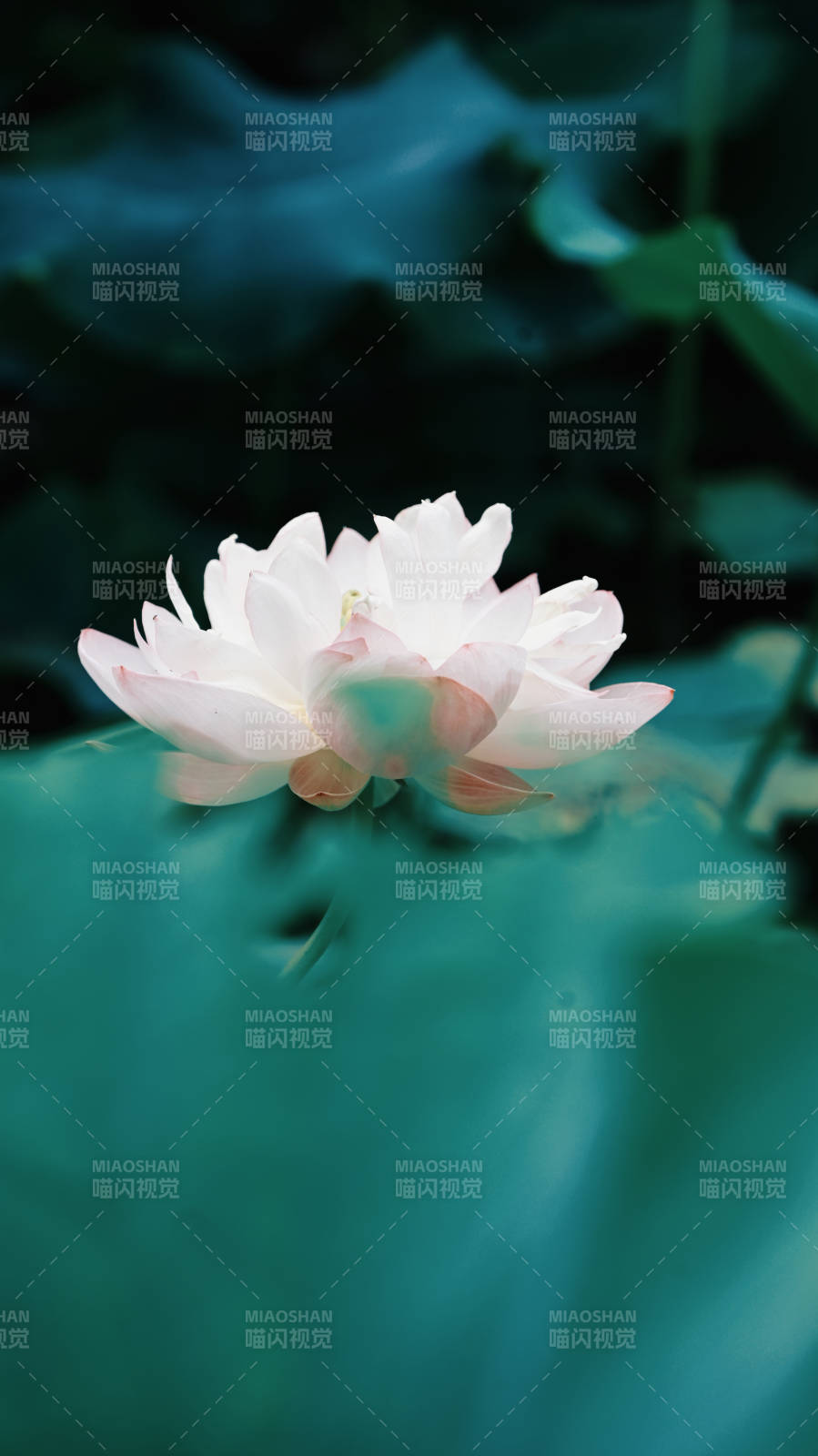 白莲静绽碧叶间图片