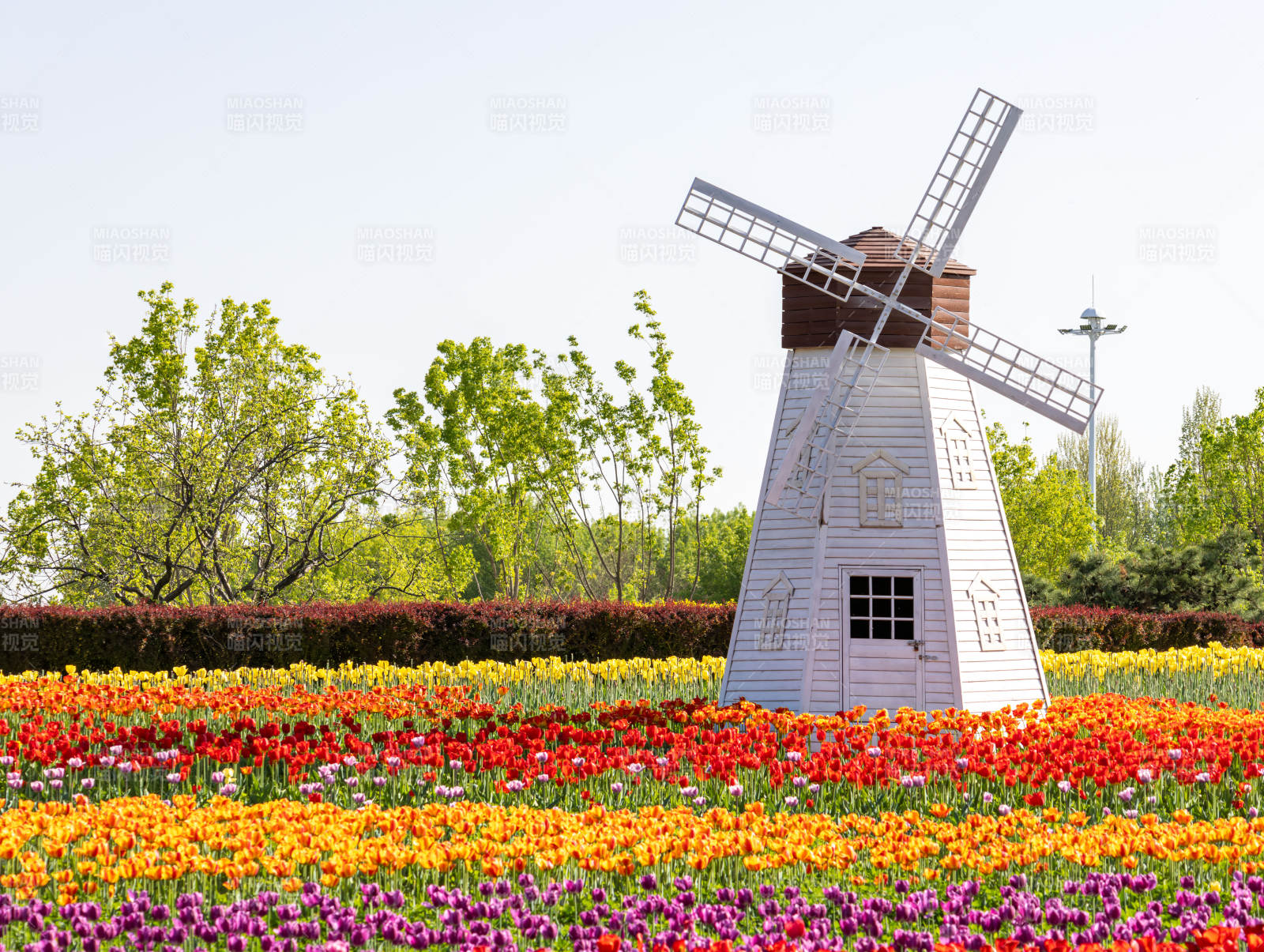 风车郁金香花海 春日绚烂如画图片