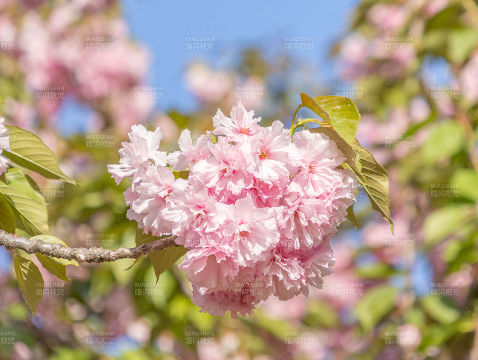 春日樱花绽放 粉嫩如梦图片